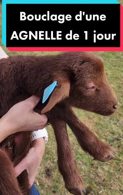BOUCLES  أقراط تعريفية الأغنــام و الأبقــار