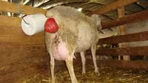 مثبت خروج الرحم