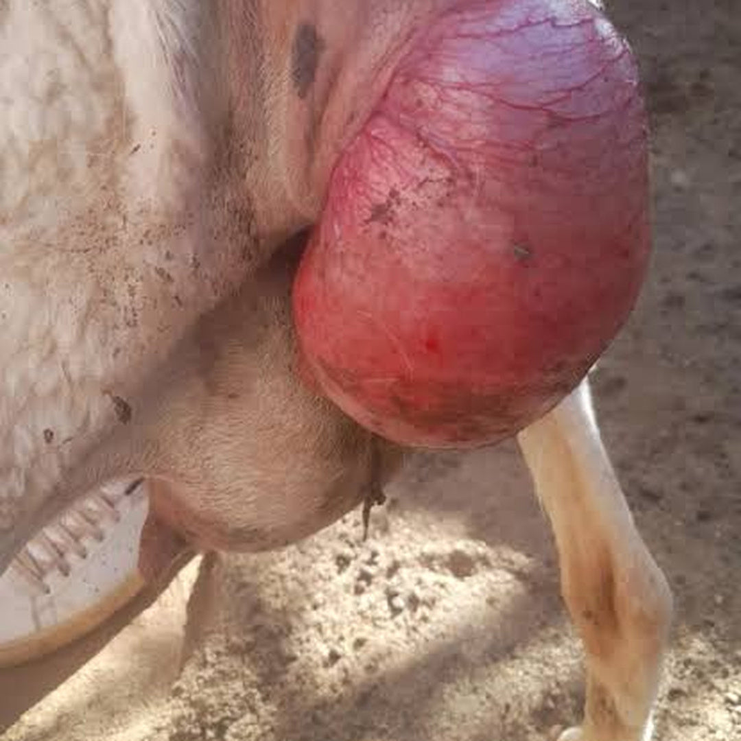 مثبت خروج الرحم