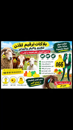 أقــــراط تعـــريفية أغنــــام و أبقـــار (100) + بـــانس لتركيــــب